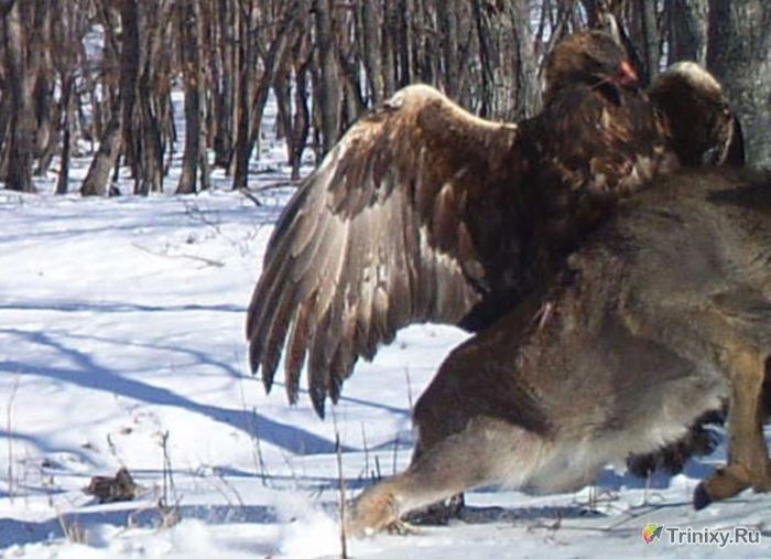 Golden Eagle Attacks Deer
