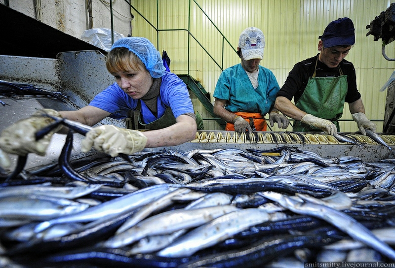 Fish Cans Making in Russia