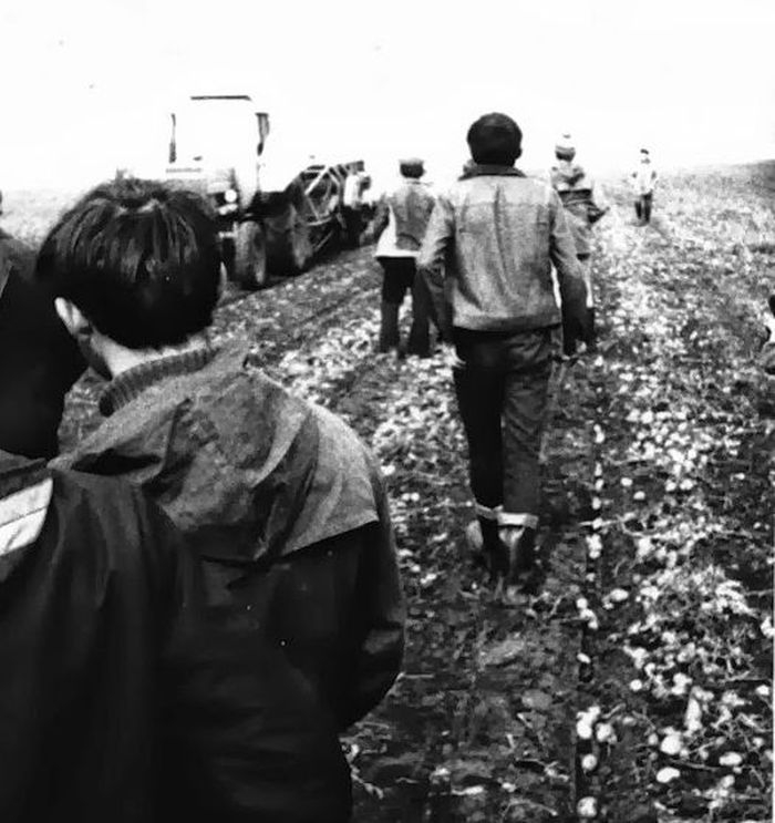 Harvesting In the USSR