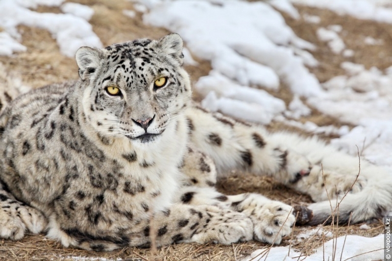 Following the Traces of Snow Leopards