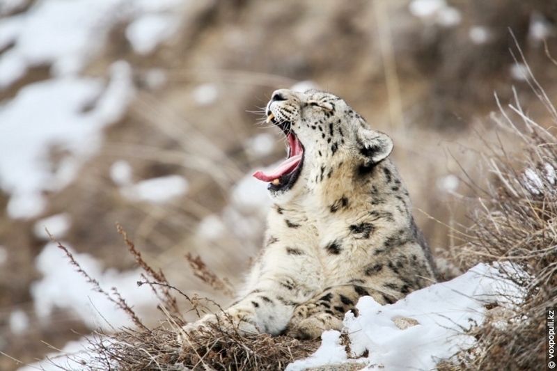Following the Traces of Snow Leopards