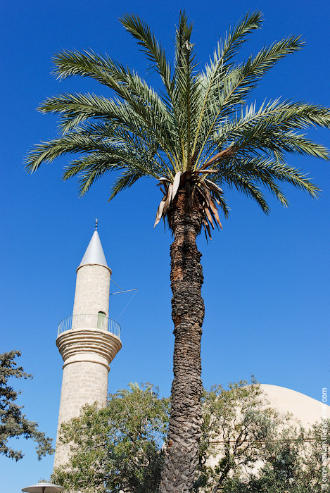 Cyprus: Hala Sultan Tekke Mosque And Salt Lake 18