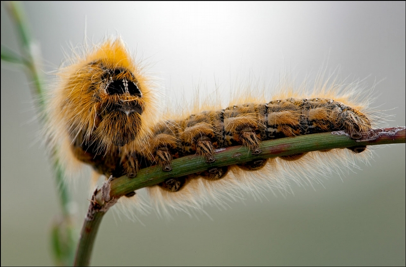 Photos Of Insects By Ilya Lutsker