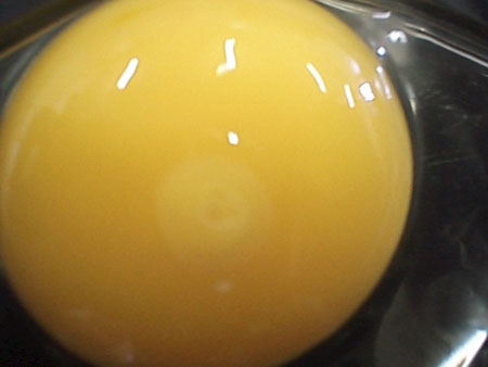 Proses Perkembangan Ayam Dalam Telur