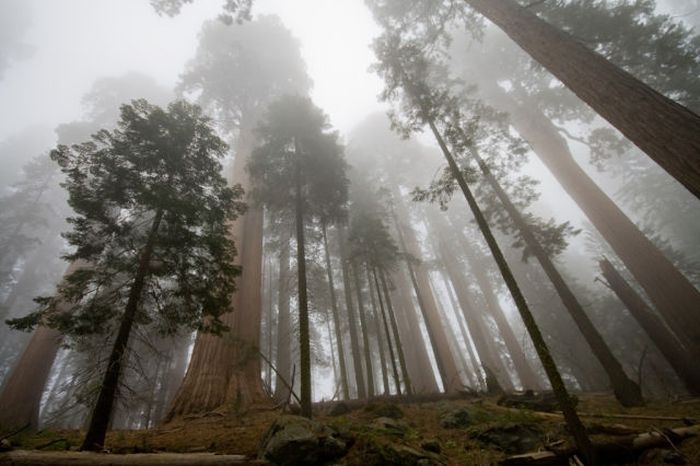 Enormous Sequoia Trees