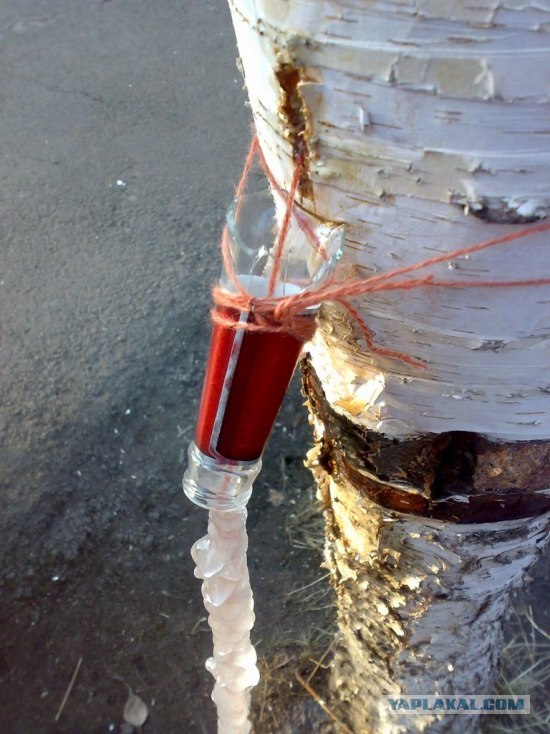 Russian birch tree juice 2