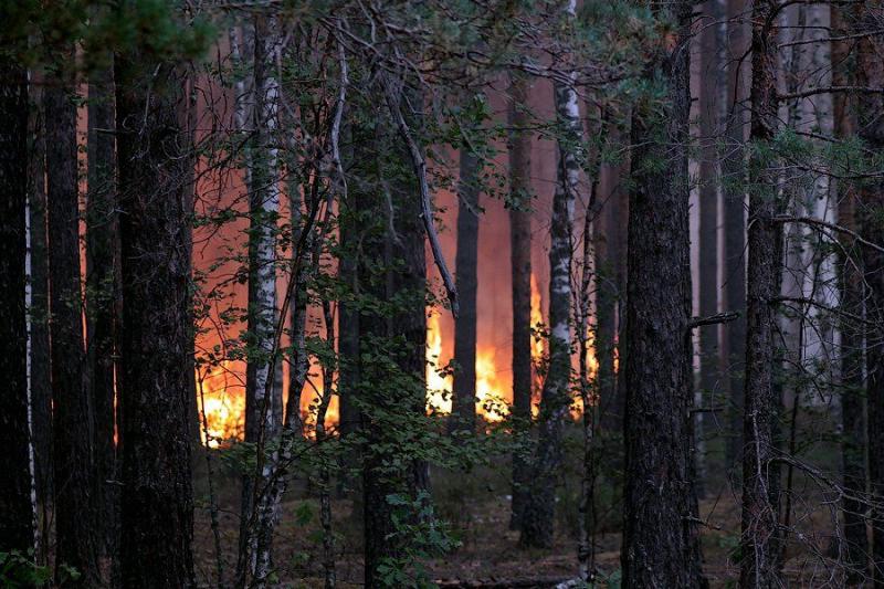 Extinguishing Wildfires 6