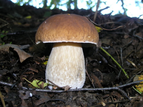 Mushrooms_in_Russia 10