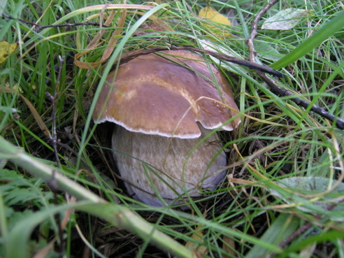 Mushrooms_in_Russia 12