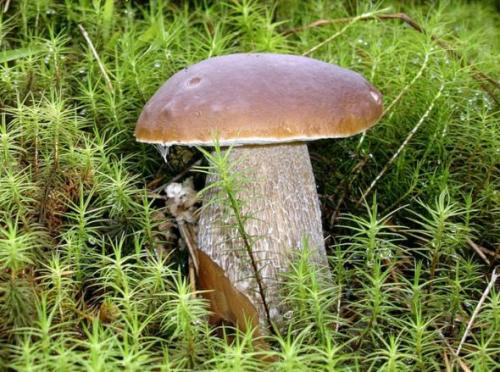 Mushrooms_in_Russia 13
