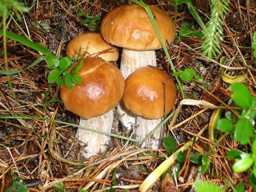 Mushrooms_in_Russia 14