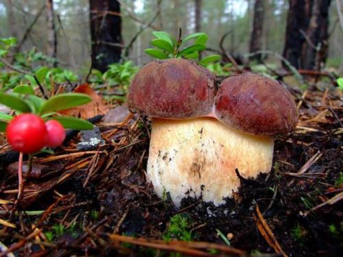 Mushrooms_in_Russia 17