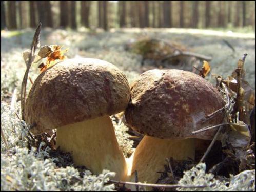 Mushrooms_in_Russia 18