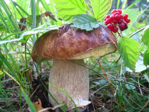 Mushrooms_in_Russia 19