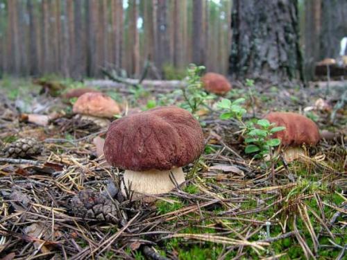 Mushrooms_in_Russia 20