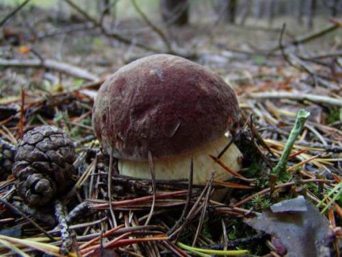 Mushrooms_in_Russia 21