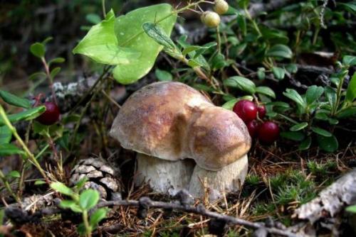 Mushrooms_in_Russia 22