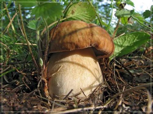 Mushrooms_in_Russia 23