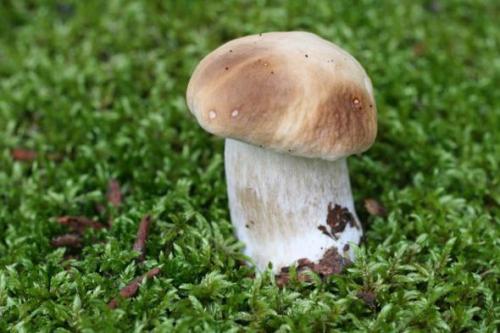 Mushrooms_in_Russia 24