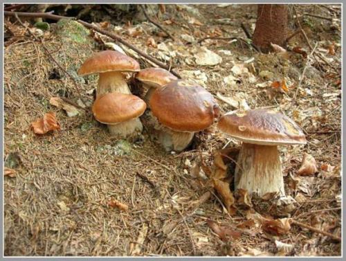 Mushrooms_in_Russia 25