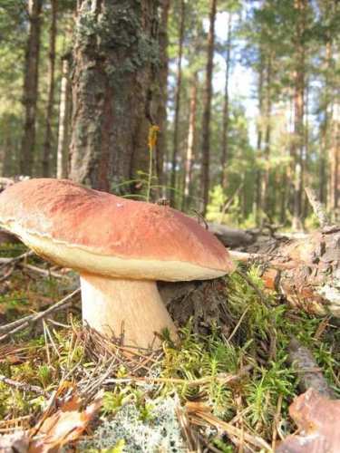 Mushrooms_in_Russia 26