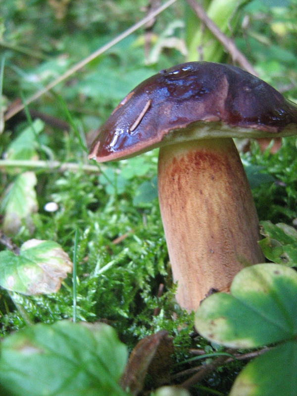Mushrooms_in_Russia 27