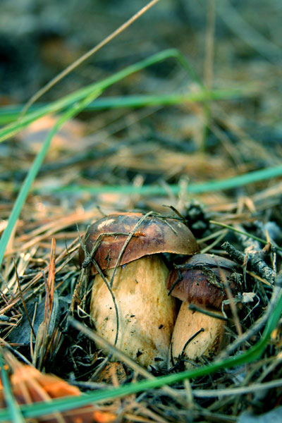 Mushrooms_in_Russia 28