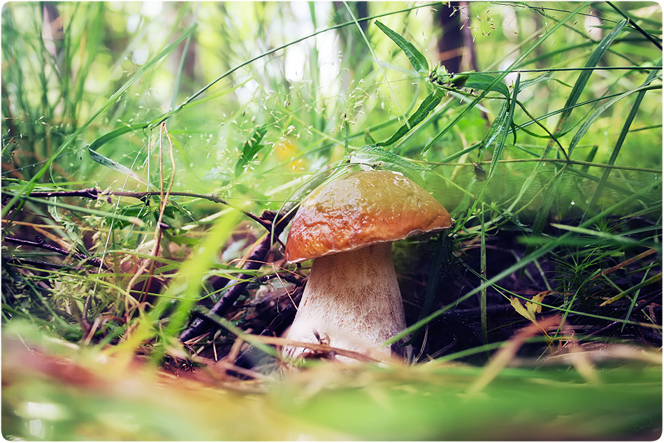 Mushrooms_in_Russia 32