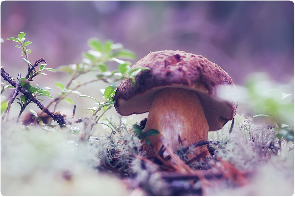 Mushrooms_in_Russia 33