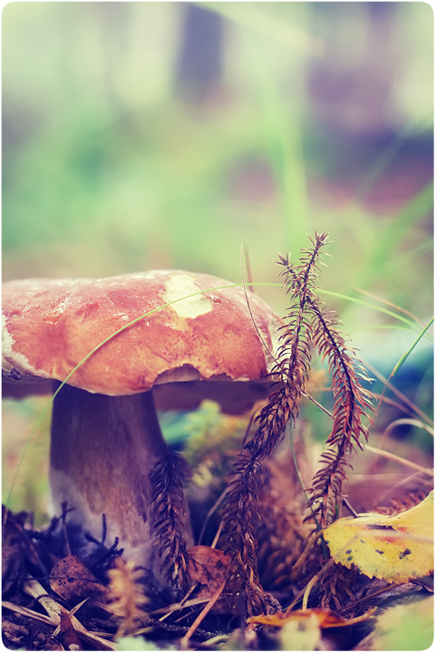 Mushrooms_in_Russia 34
