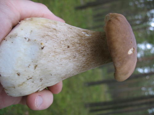 Mushrooms_in_Russia 7