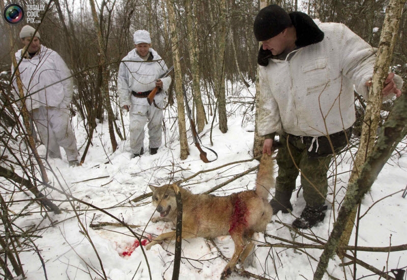 Wolf Hunting In Chernobyl