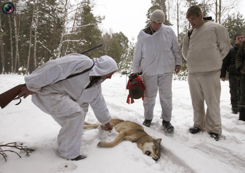 Wolf Hunting In Chernobyl