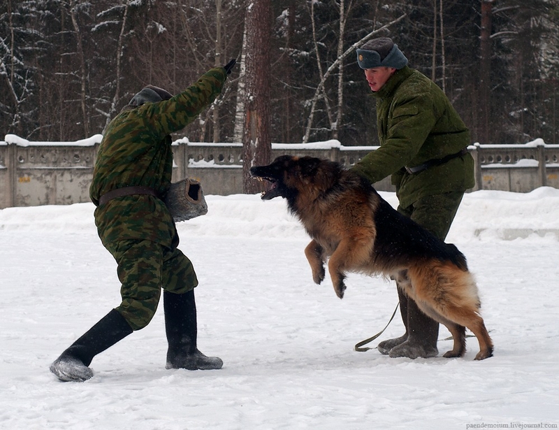 Soldiers With Four Legs