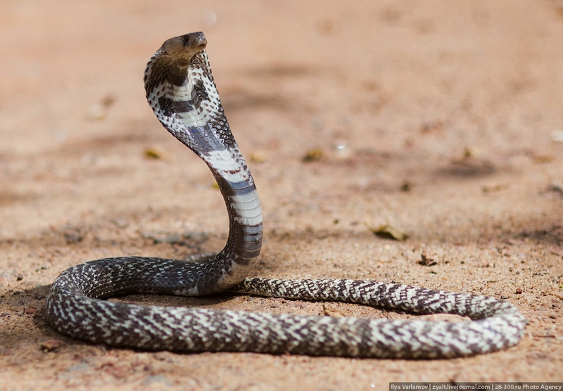 google earth live sri lanka. snakes live in Sri Lanka.