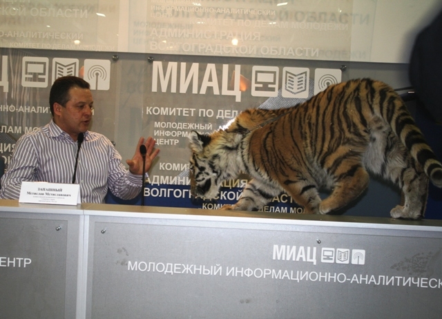 Interview With A Tiger