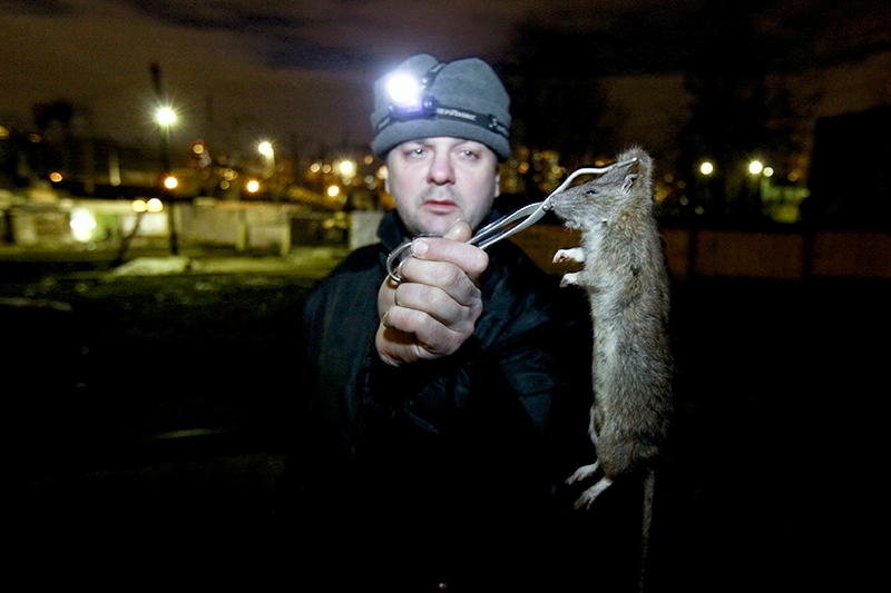 The Rat-Sniper From Moscow