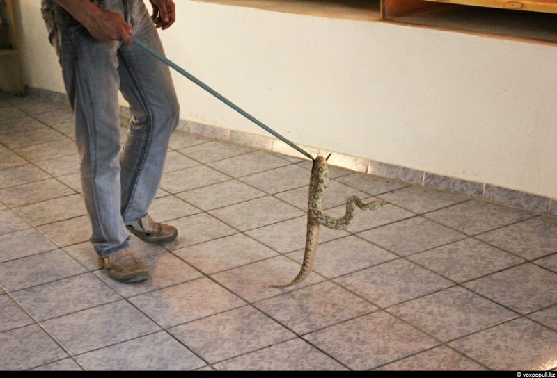 Poisonous Work of a Snake Catcher