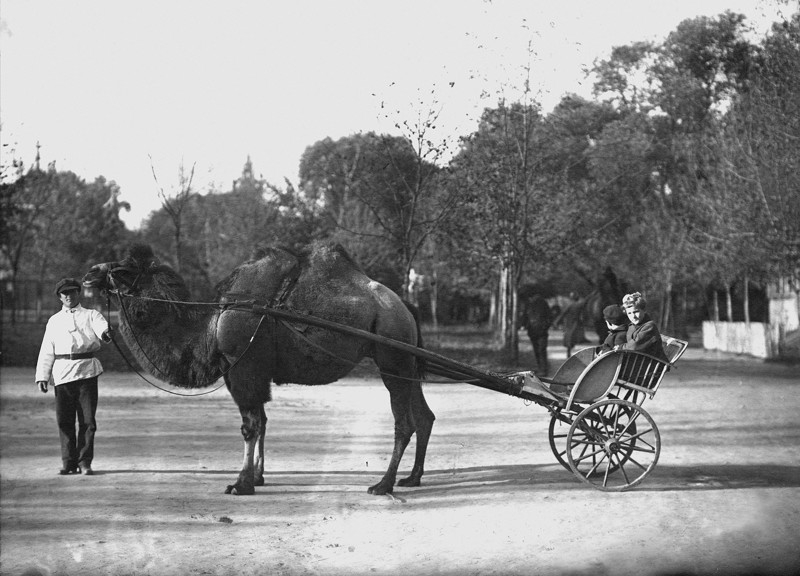 Moscow zoo in early 20th century: Red Army in the Zoo, Zoo During Flood and more