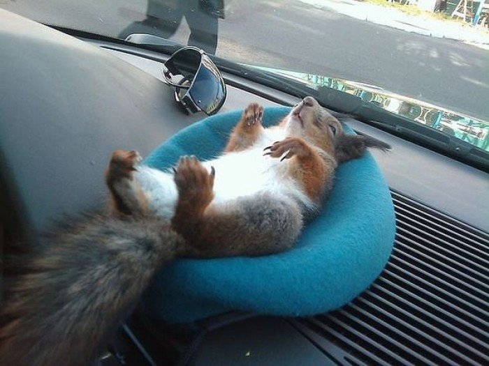 Taxi Driver Has a Squirrel as a Pet
