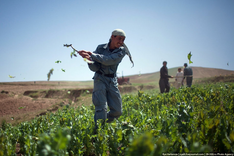 The Destruction of Poppy Fields in Afghanistan or Bees Against Honey