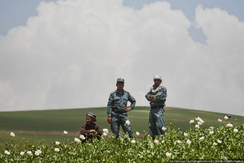 The Destruction of Poppy Fields in Afghanistan or Bees Against Honey