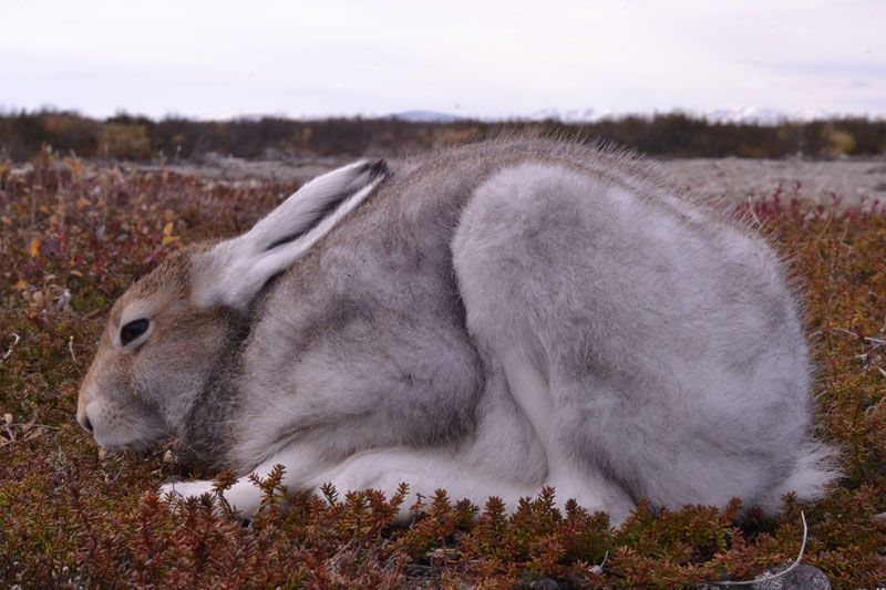 The Last Fall. A Sad Story About One Hare