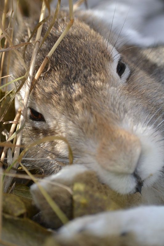 The Last Fall. A Sad Story About One Hare
