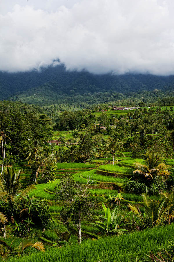 Paradise Terraces of Bali 6