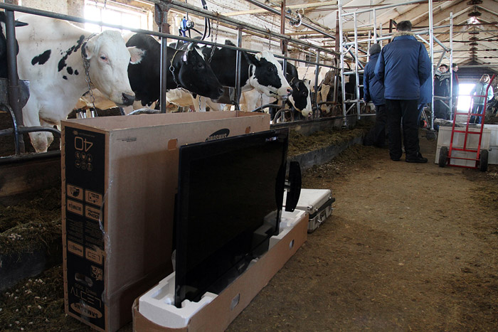 Russian cows watch tv 10