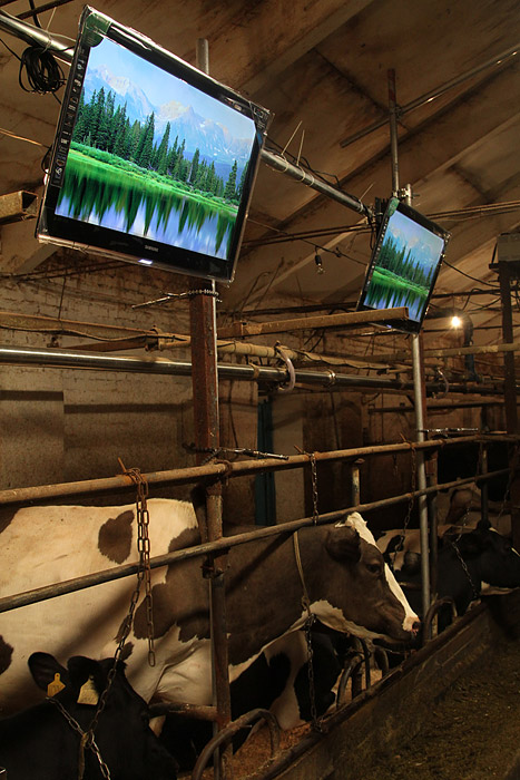 Russian cows watch tv 22