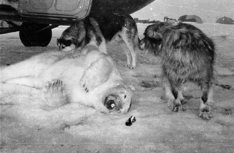 Russian Vintage Polar Photos 31