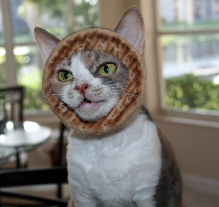 Bread on Cat